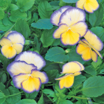  Viola 'Etain'