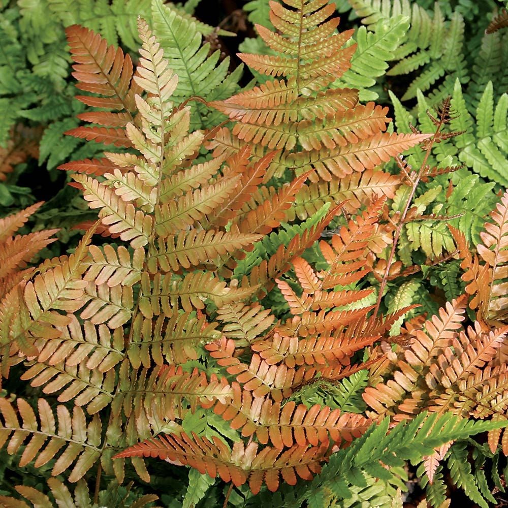 Dryopteris erythrosora 'Brilliance' - Autumn Fern