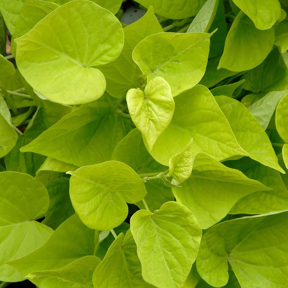 Ipomoea batatas 'Margarita'