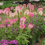  Cleome hassleriana 'Rose Queen'