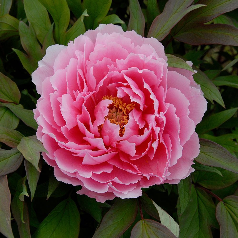 Paeonia suffruticosa 'Yachiyo-tsubaki'- Tree Peony