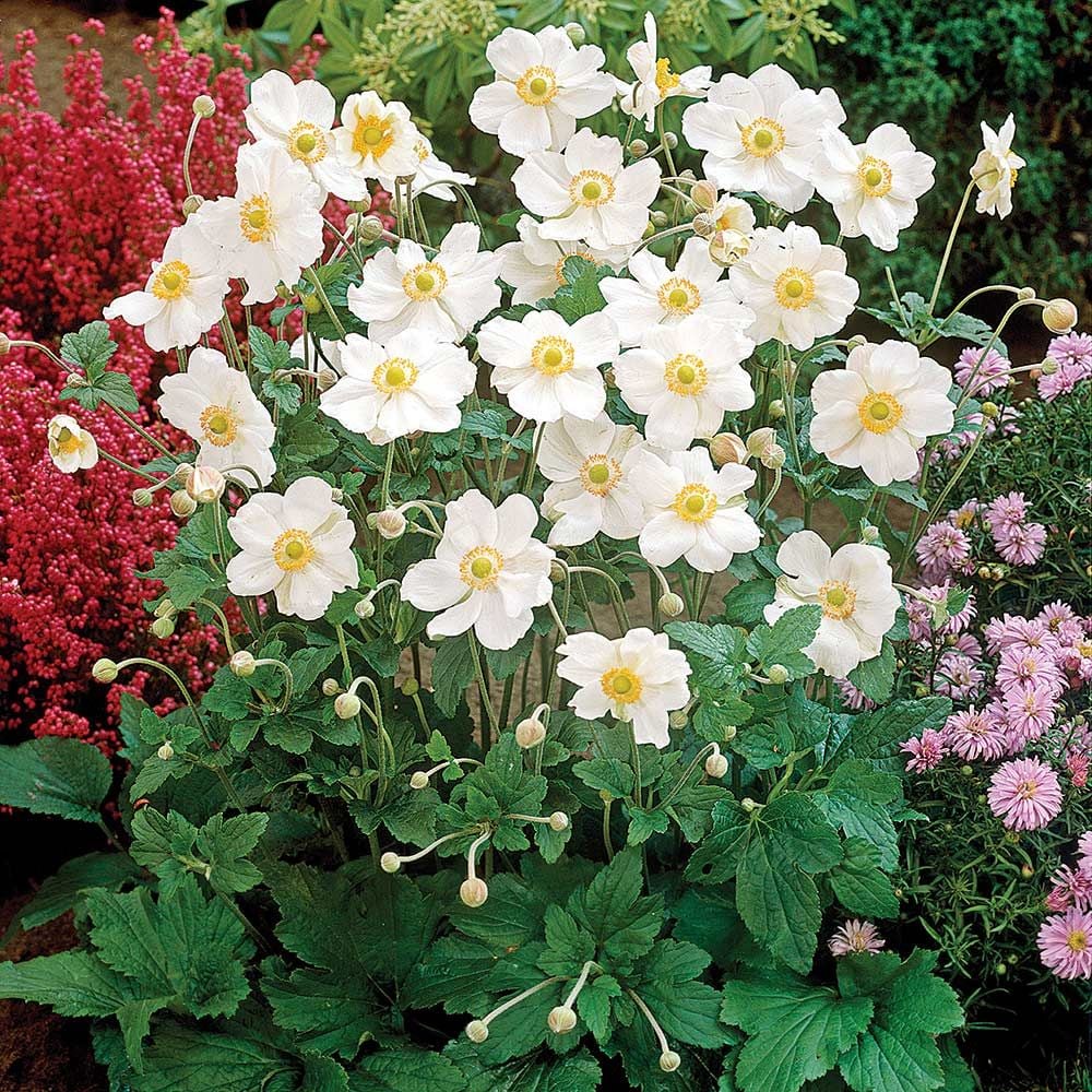 Anemone x hybrida 'Honorine Jobert'