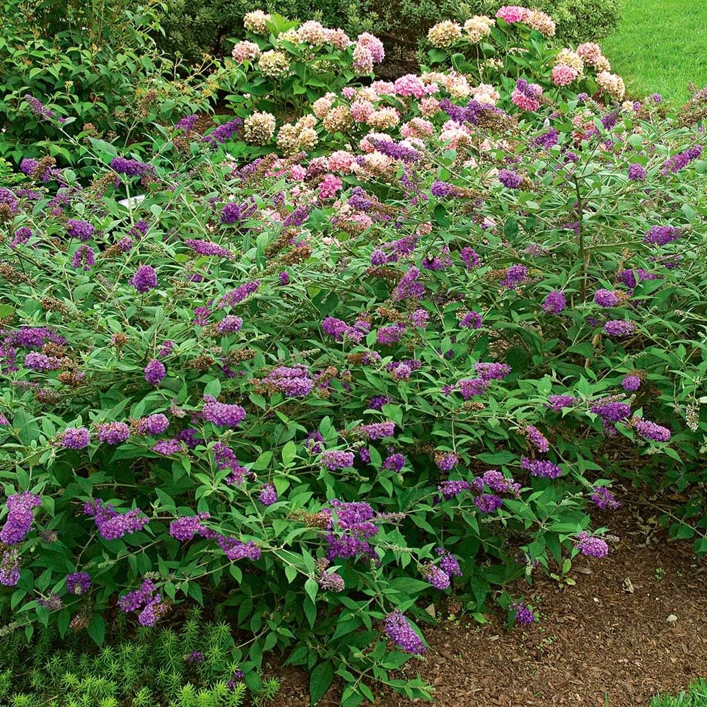 Buddleia Lo & Behold® 'Blue Chip Jr.'