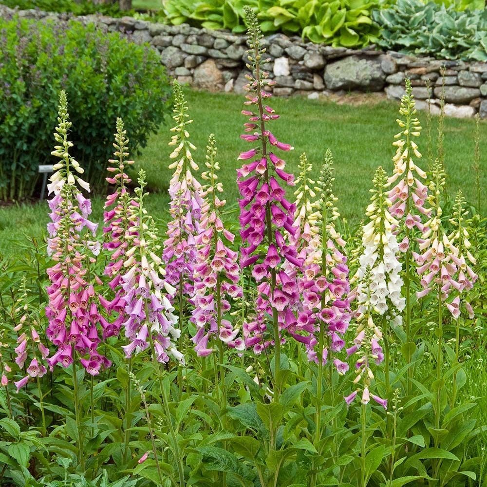 Digitalis purpurea Excelsior Hybrids