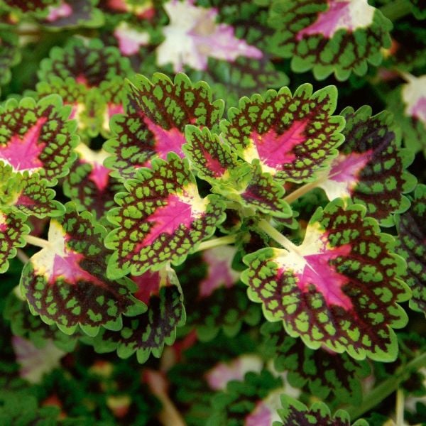 Hummingbird Container Garden White Flower Farm