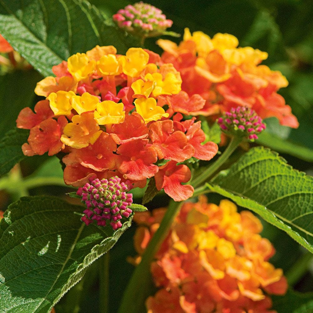 Lantana camara Landmark™ Citrus