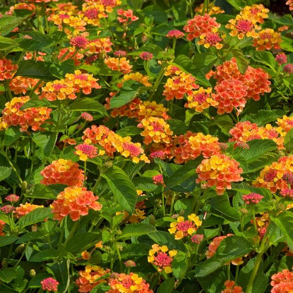 Lantana camara Landmark™ Citrus White Flower Farm