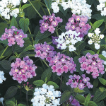  Lantana montevidensis Lavender Swirl®