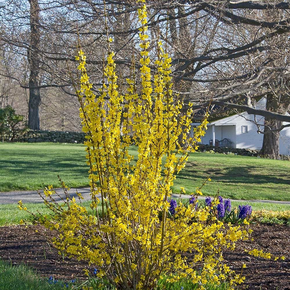 Forsythia x intermedia Show Off®