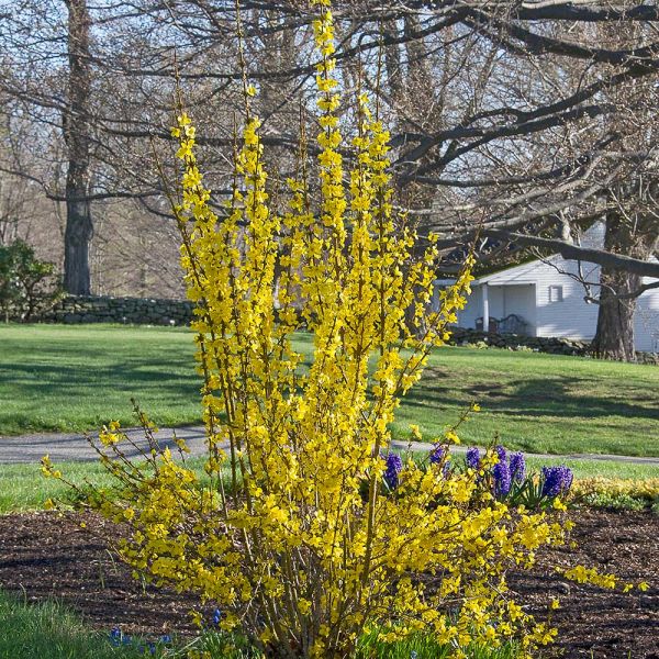 Forsythia X Intermedia Show Off White Flower Farm