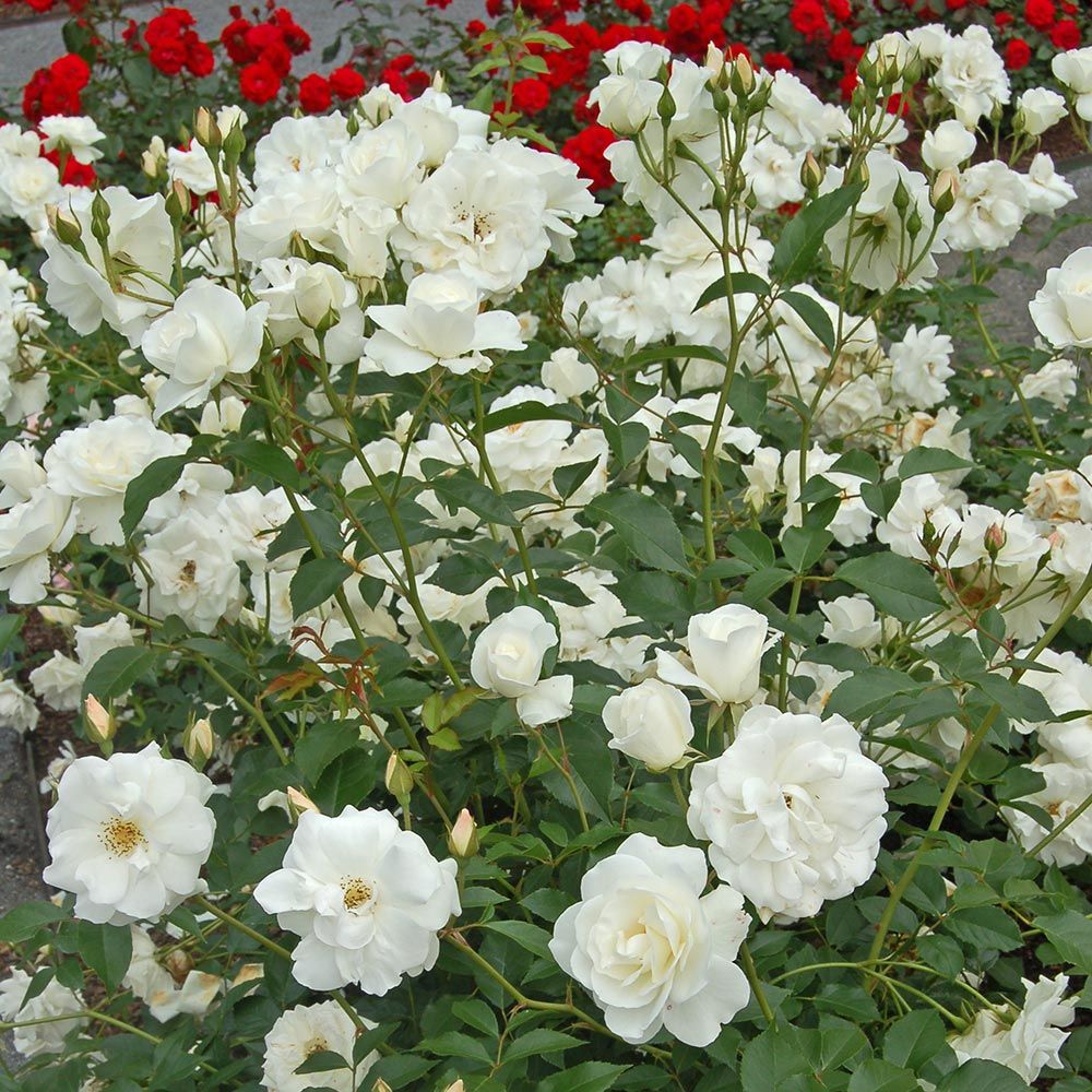 Rose Iceberg White Flower Farm