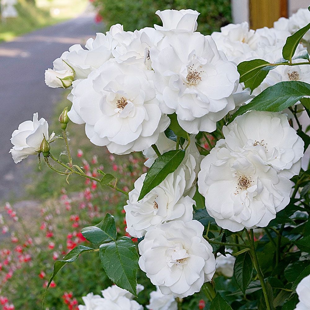 Rose Iceberg