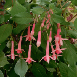  Fuchsia 'Billy Green'