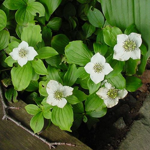 Cornus canadensis