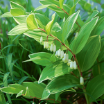  Polygonatum odoratum Variegatum