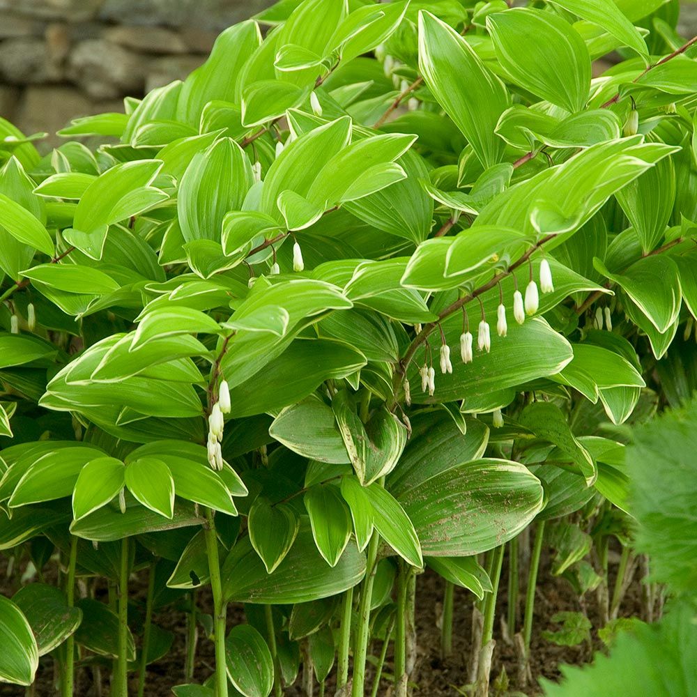 4 Variegated Varigated Solomon's Seal Polygonatum odoratum Perennial Bareroot 