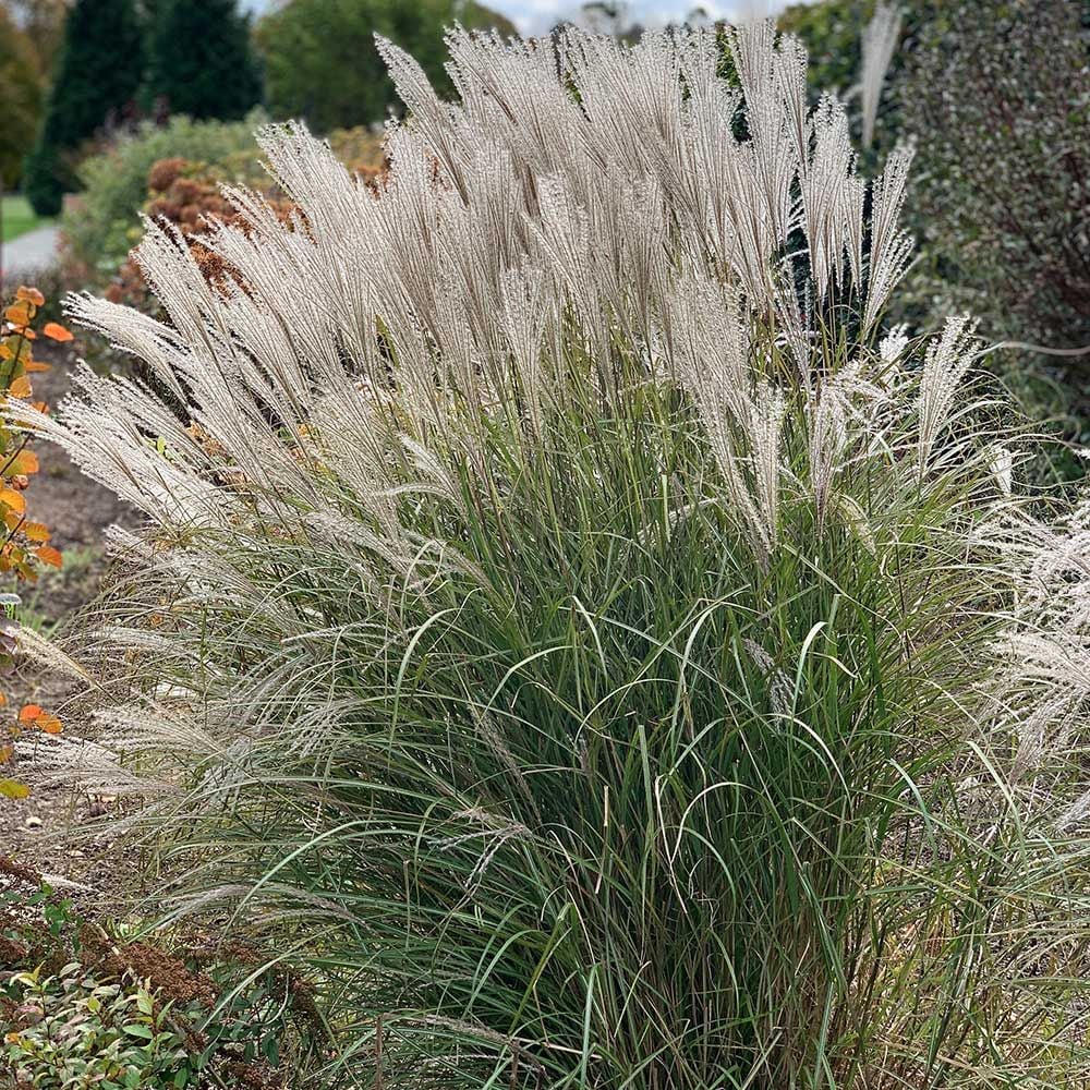 Miscanthus Sinensis Silver Feather White Flower Farm