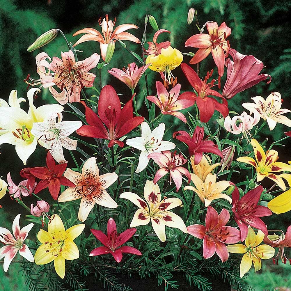 Extended-Season Lily Mix