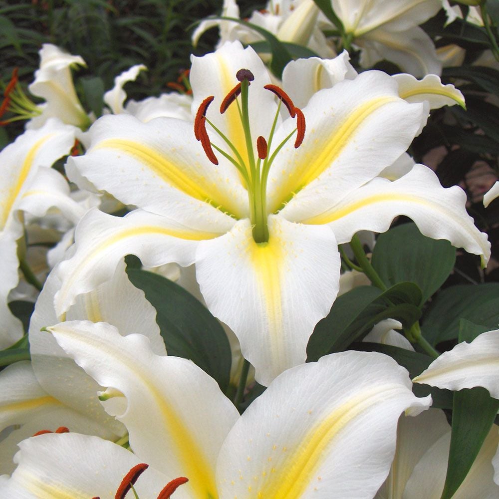 Extended-Season Lily Mix | White Flower Farm
