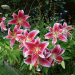  Lilium 'Stargazer'