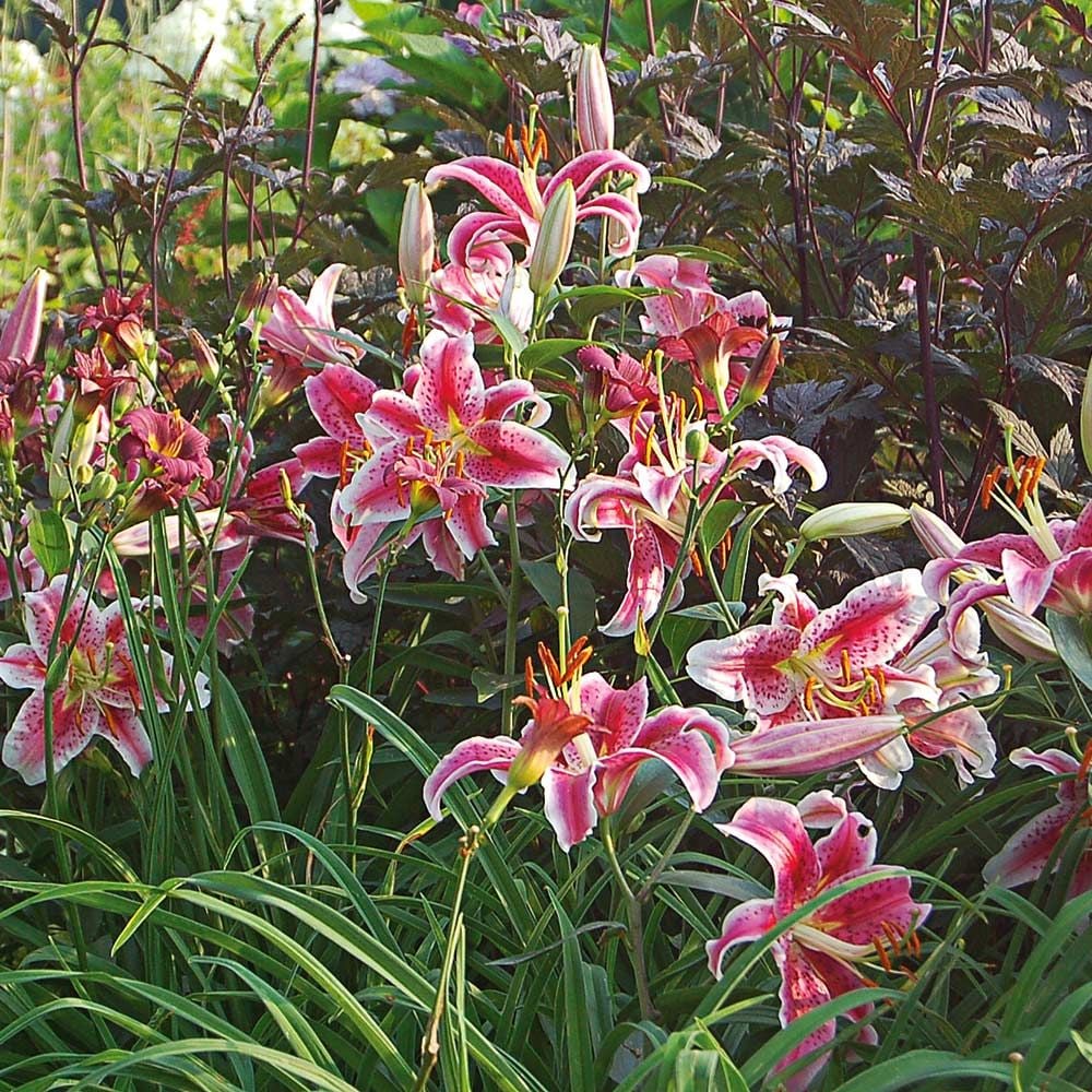 25+ Happy Birthday Stargazer Lilies