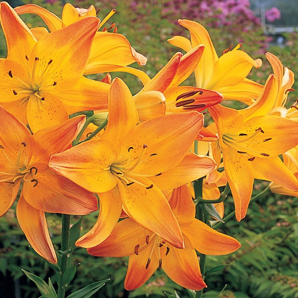 Lilium True Colors Mix for Naturalizing White Flower Farm