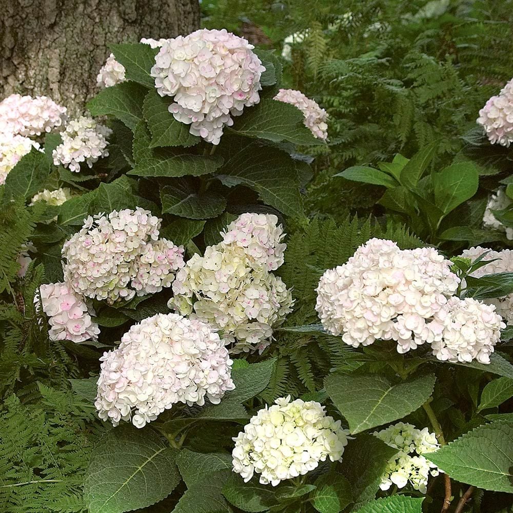 Hydrangea macrophylla Endless Summer® Blushing Bride®