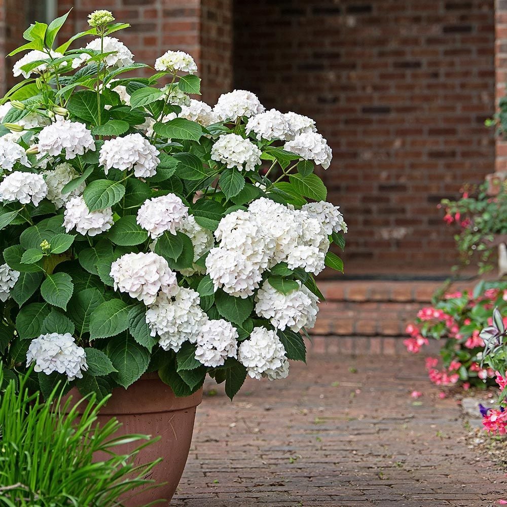 Image of Hydrangea macrophylla Endless Summer in a bouquet, with white flowers