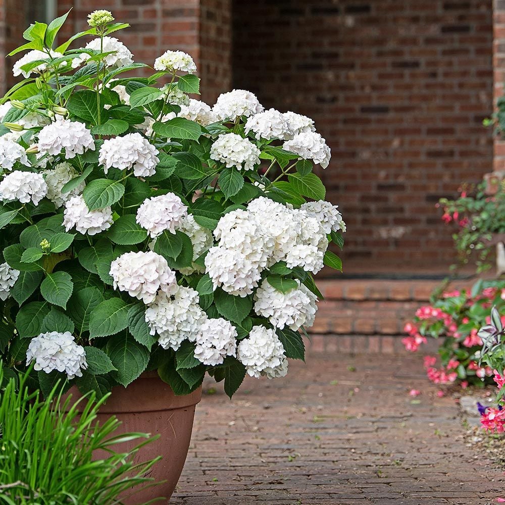 Image of Hydrangea macrophylla endless summer white