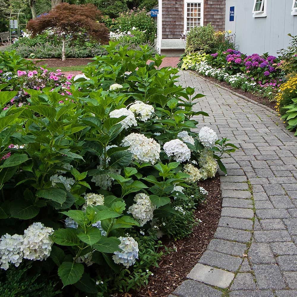 Hydrangea macrophylla Endless Summer® Blushing Bride® White Flower Farm