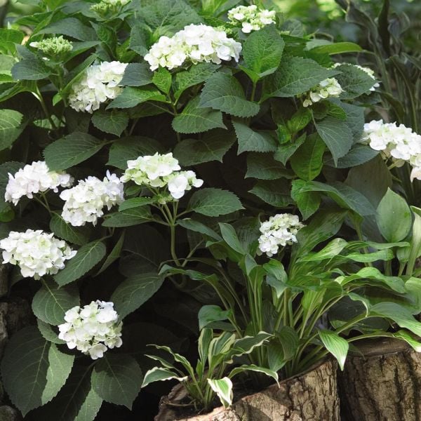 Hydrangea macrophylla Endless Summer® Blushing Bride® White Flower Farm