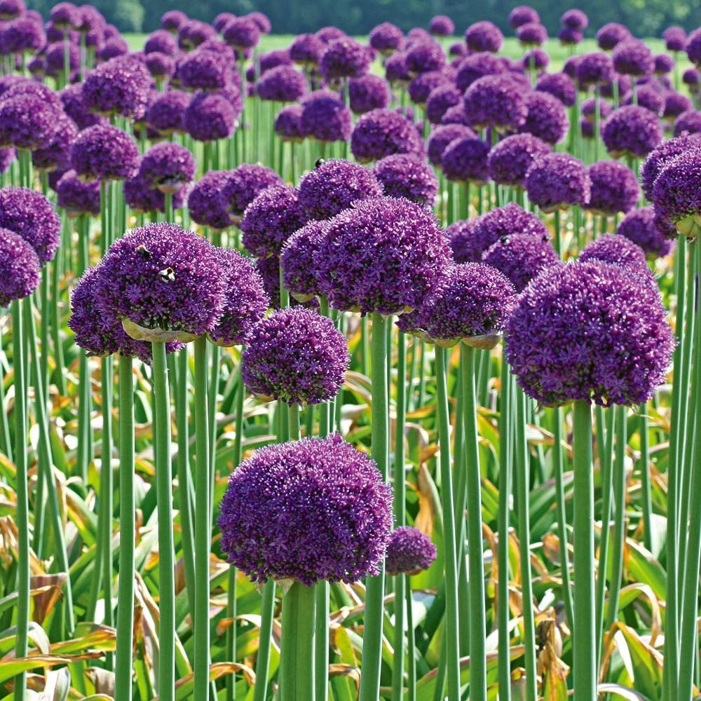 Allium 'Ambassador' | White Flower Farm