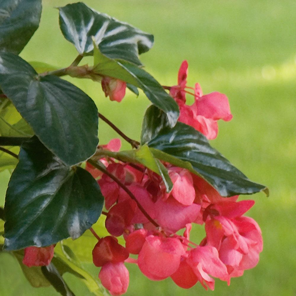 Begonia Dragon Wing® Pink | White Flower Farm