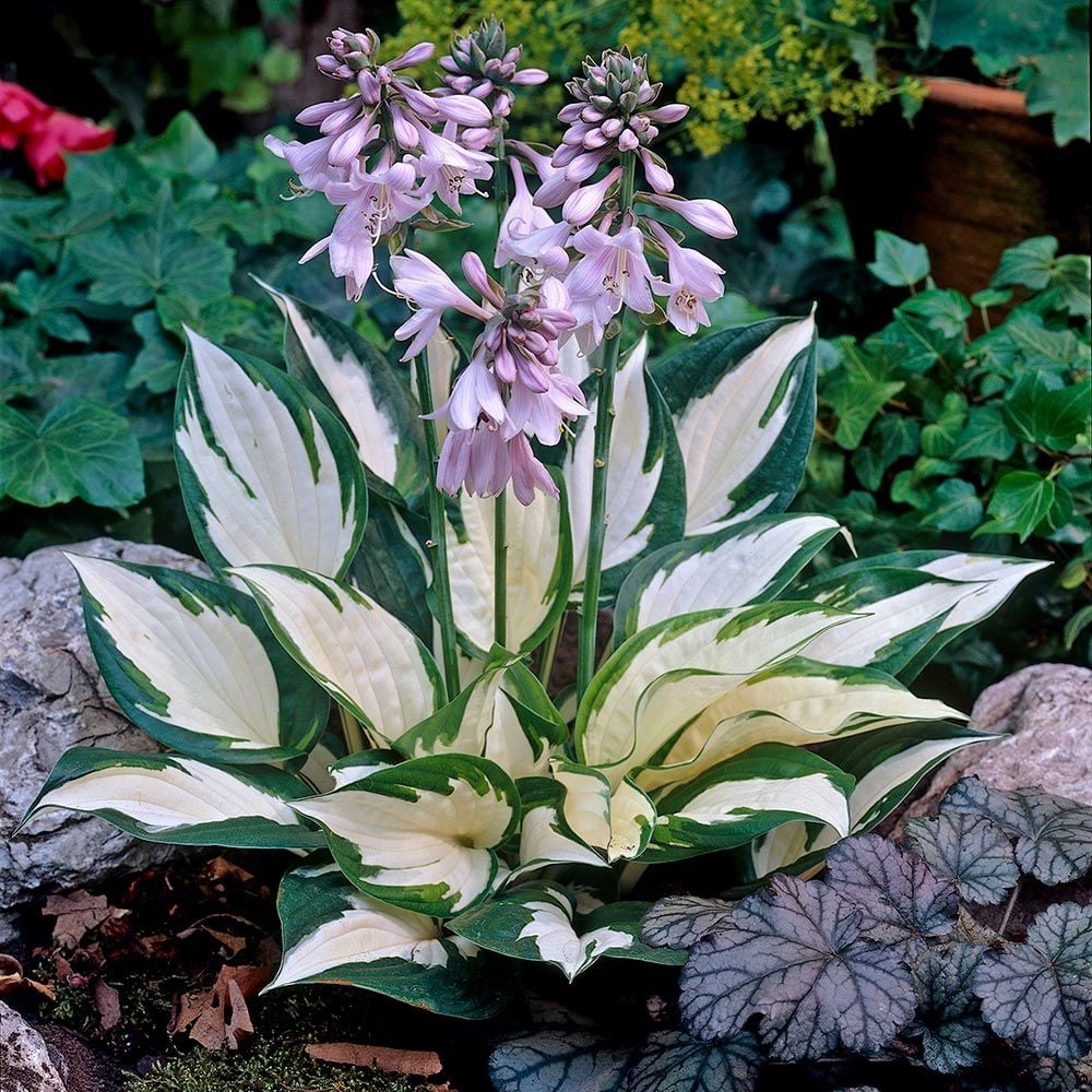 hosta 'fire and ice'