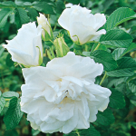  Rose 'Blanc Double de Coubert'