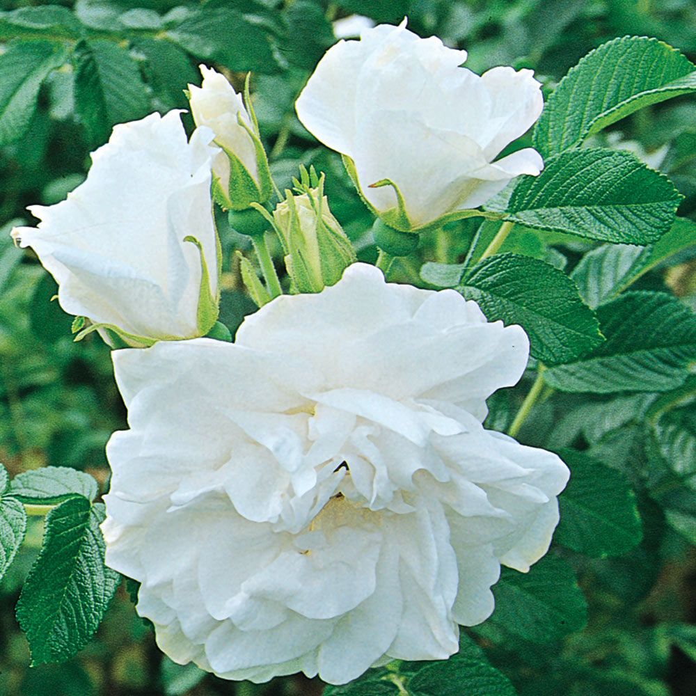 Rose 'Blanc Double de Coubert'