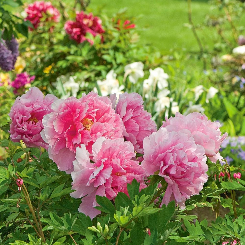Paeonia suffruticosa &lsquo;Seidai&rsquo; - Tree Peony | White Flower Farm