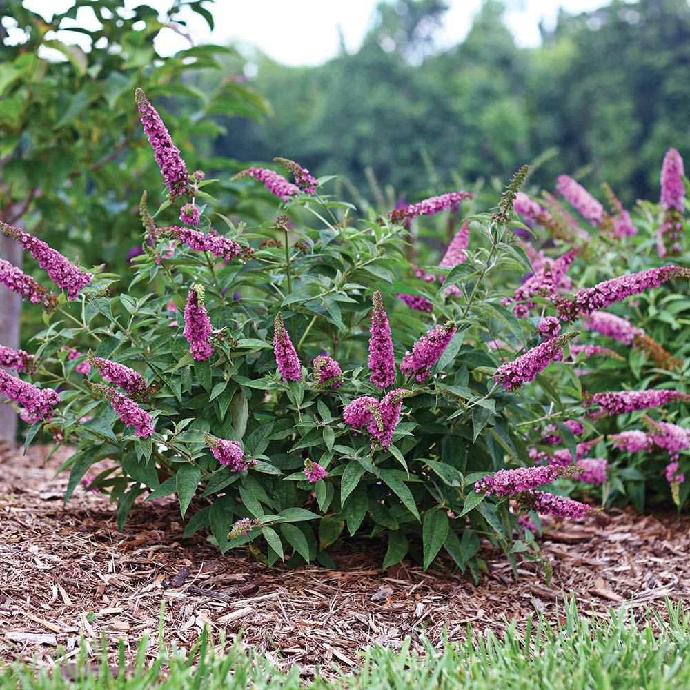 Buddleia Lo & Behold® 'Pink Micro Chip'