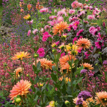  Last Hurrah Collection of Dahlias - 5 tubers