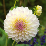  Dahlia 'Eveline'