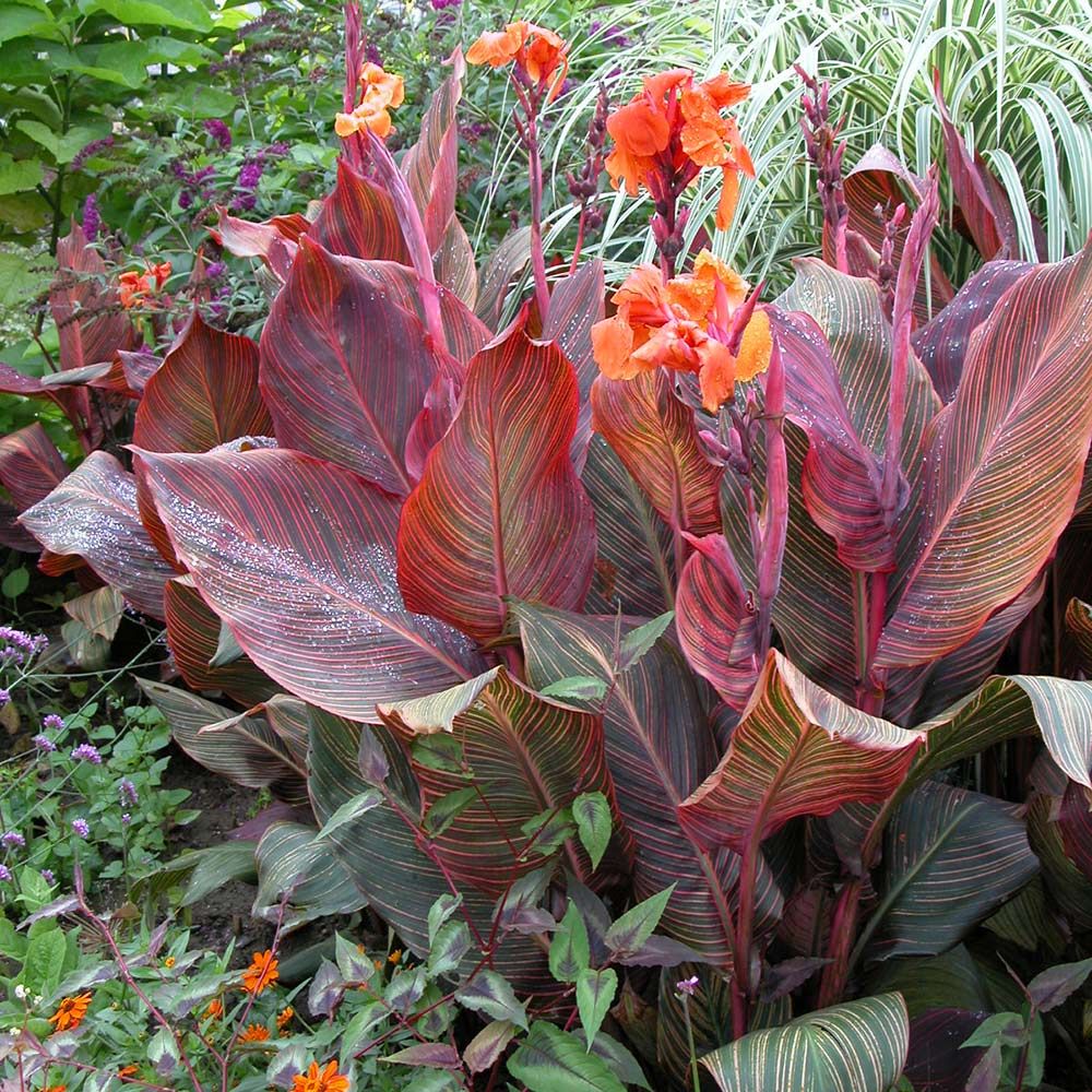 buddha plant Buddha Belly Plant