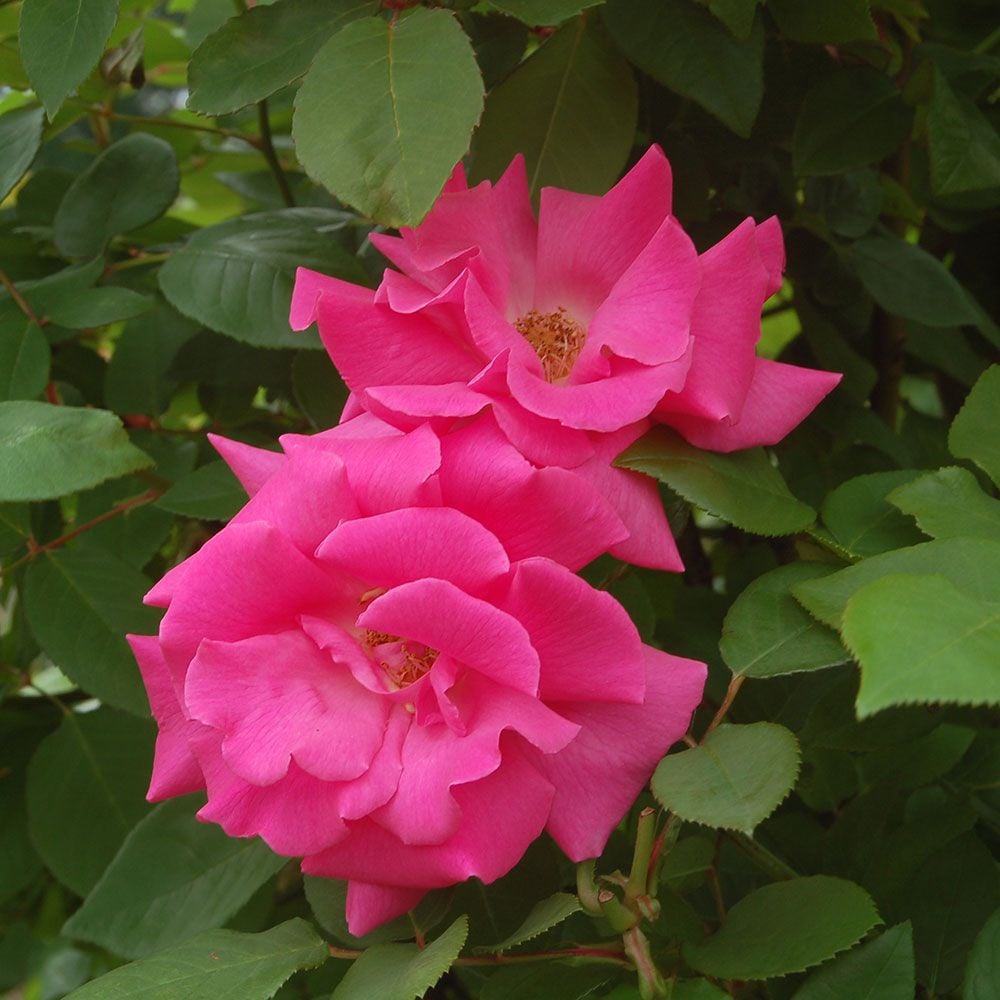 Rose 'Zephirine Drouhin'