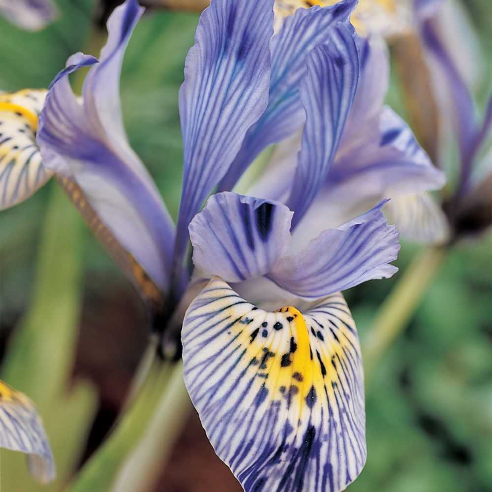 Iris reticulata 'Katharine Hodgkin'