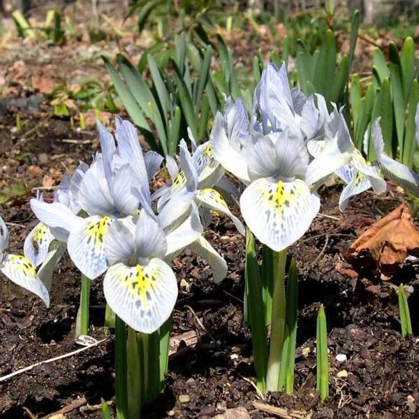 Iris reticulata 'Katharine Hodgkin' White Flower Farm
