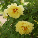  Paeonia suffruticosa 'High Noon' - Tree Peony