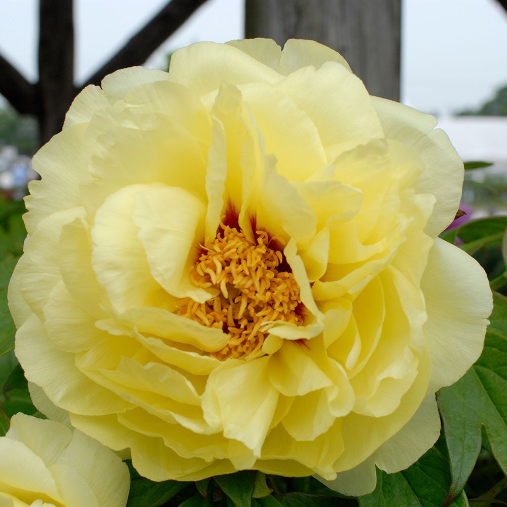 Paeonia suffruticosa 'High Noon' - Tree Peony