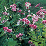  Lilium speciosum rubrum