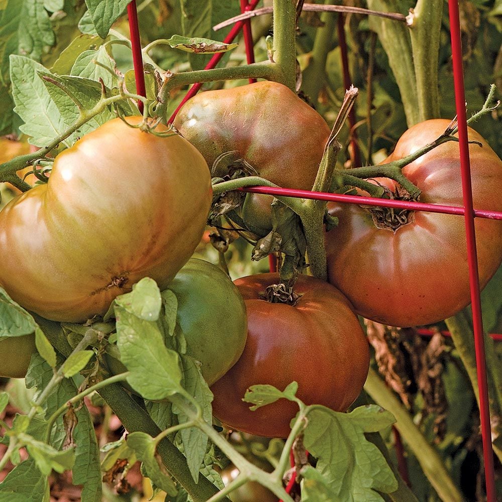 Tomato 'Cherokee Purple'