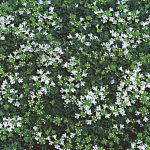  Thymus serpyllum 'Albus'