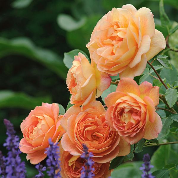 Rose Lady of Shalott | White Flower Farm